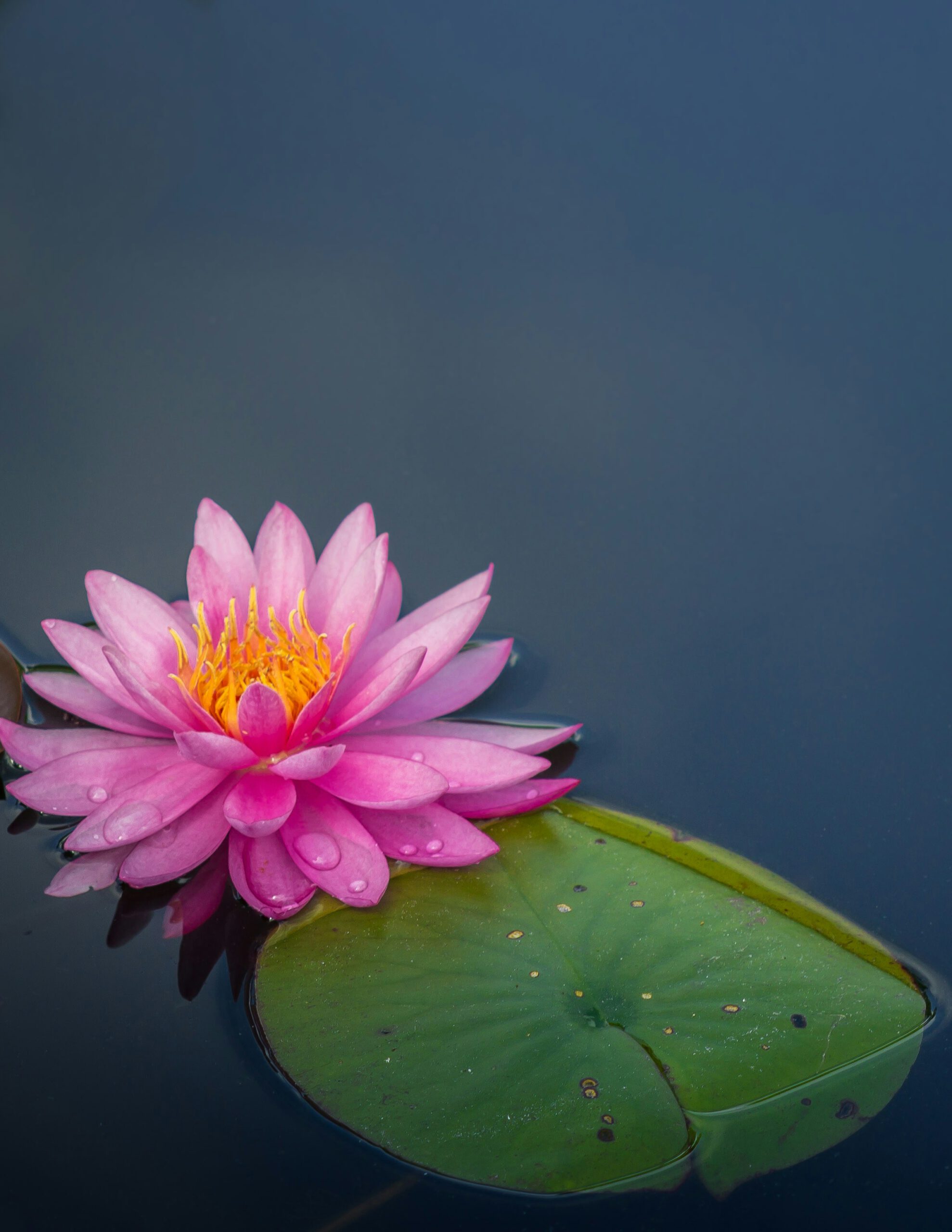 Yoga Sound and Flow – Lotosblume